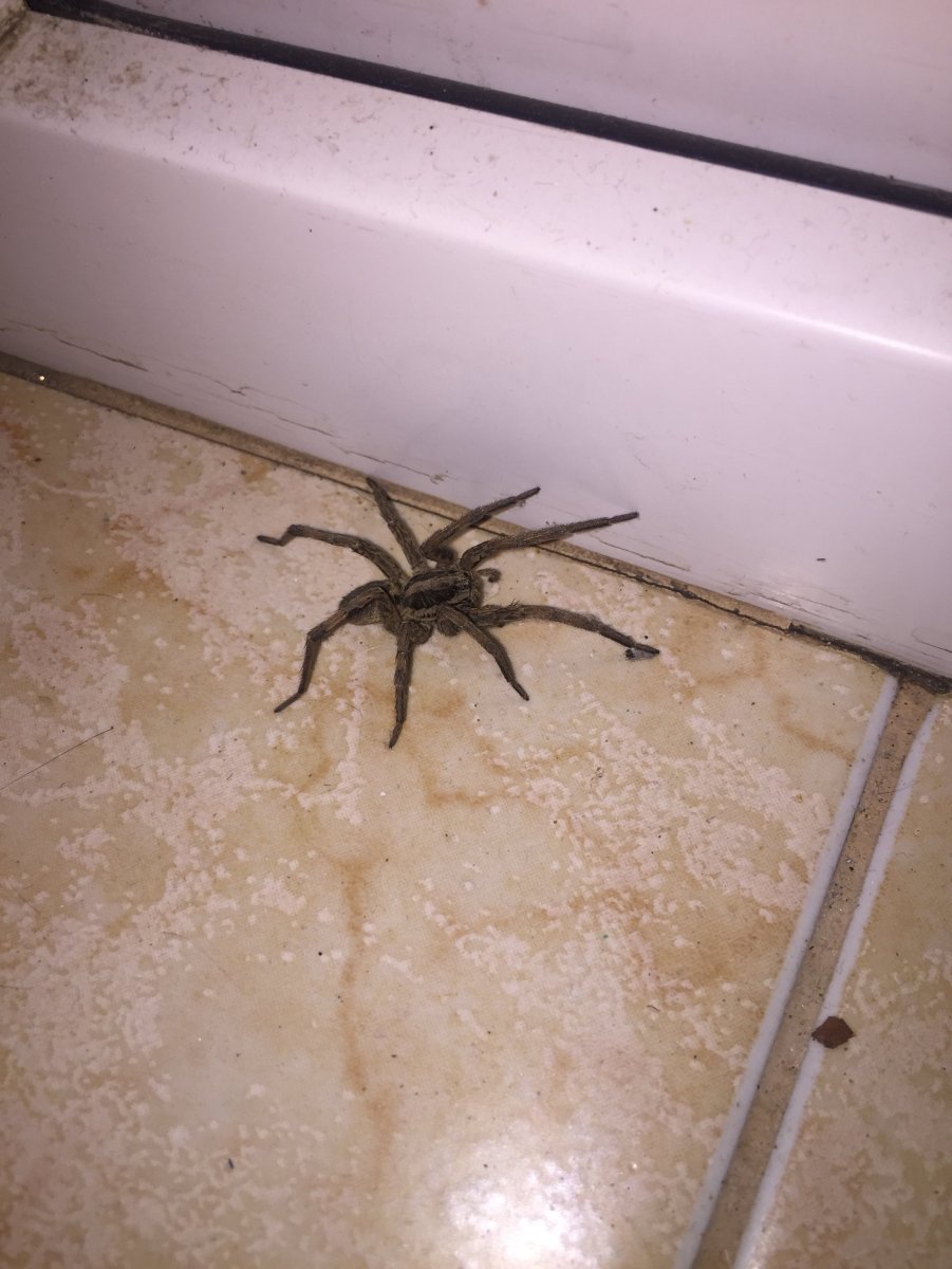 Домашние ядовитые пауки