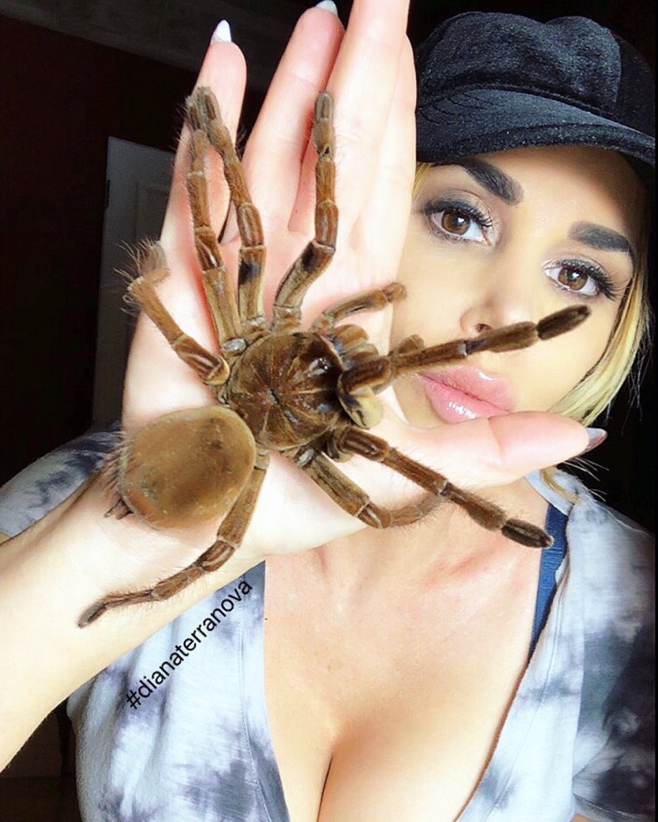 Австралийский Тарантул птицеед