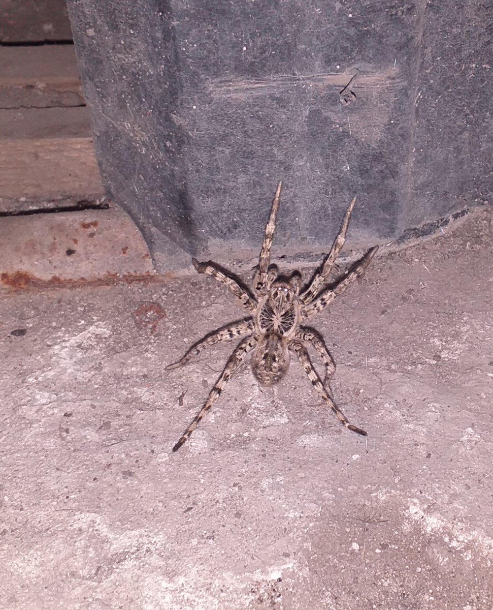 Южнорусский Тарантул Тамбов