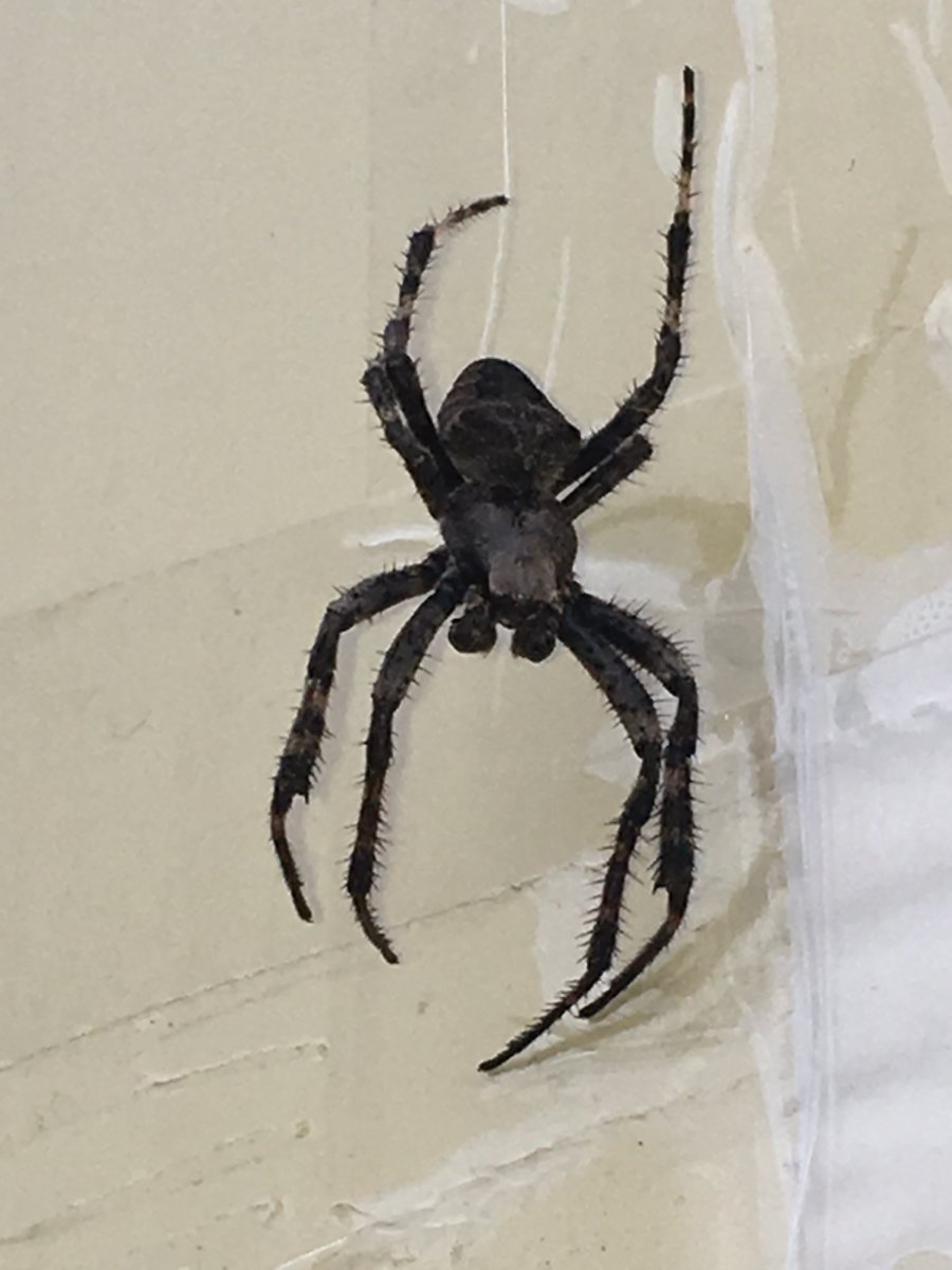 Белый паук в квартире