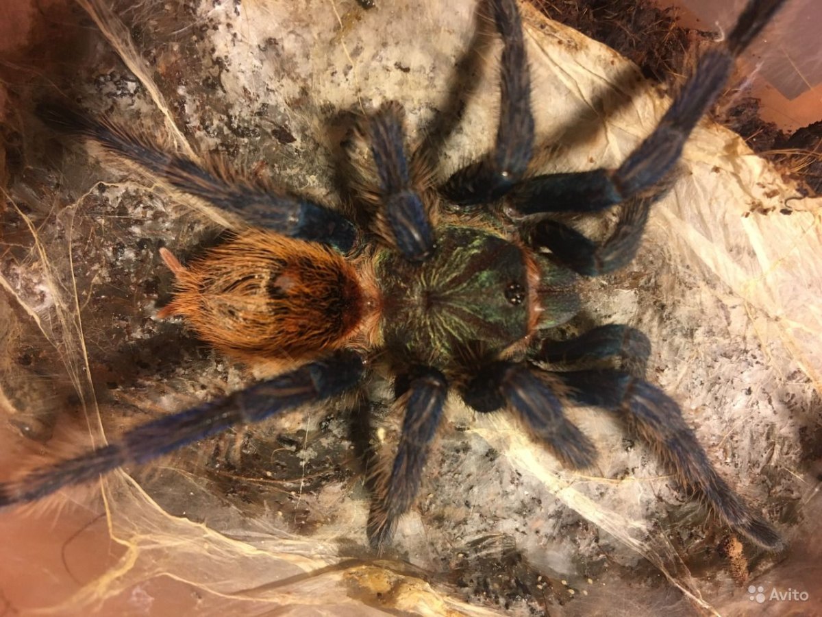 Chromatopelma cyaneopubescens самец
