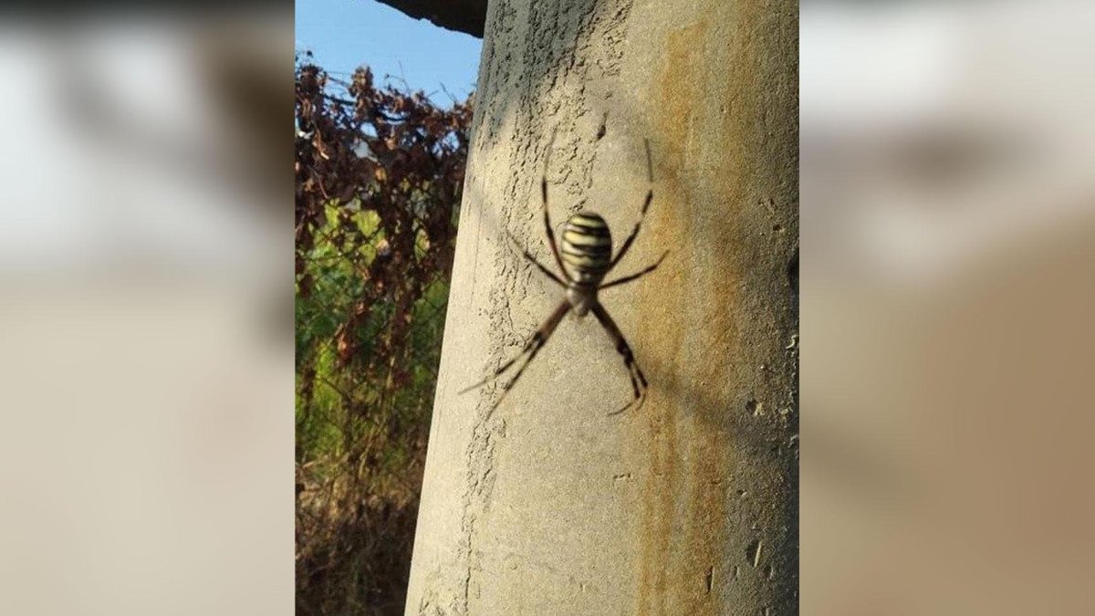 Нашествие пауков Волков в Сочи