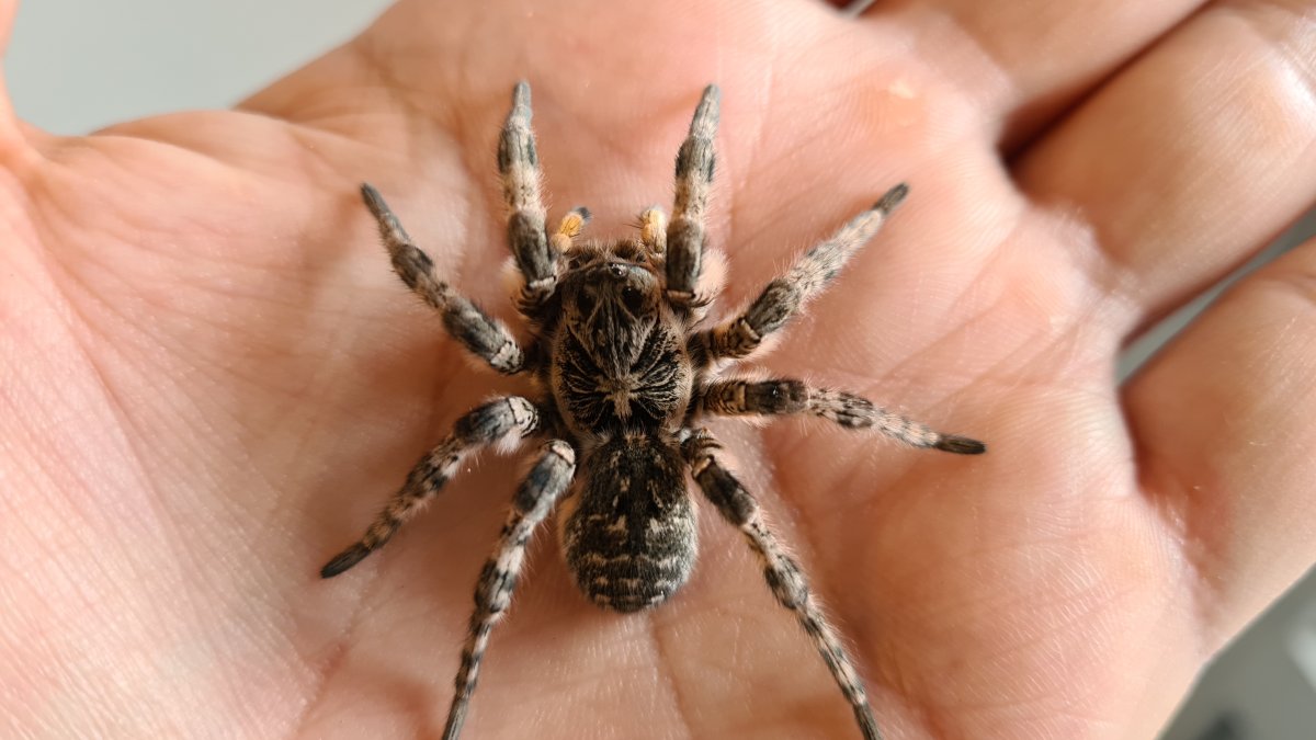 Самые большие пауки