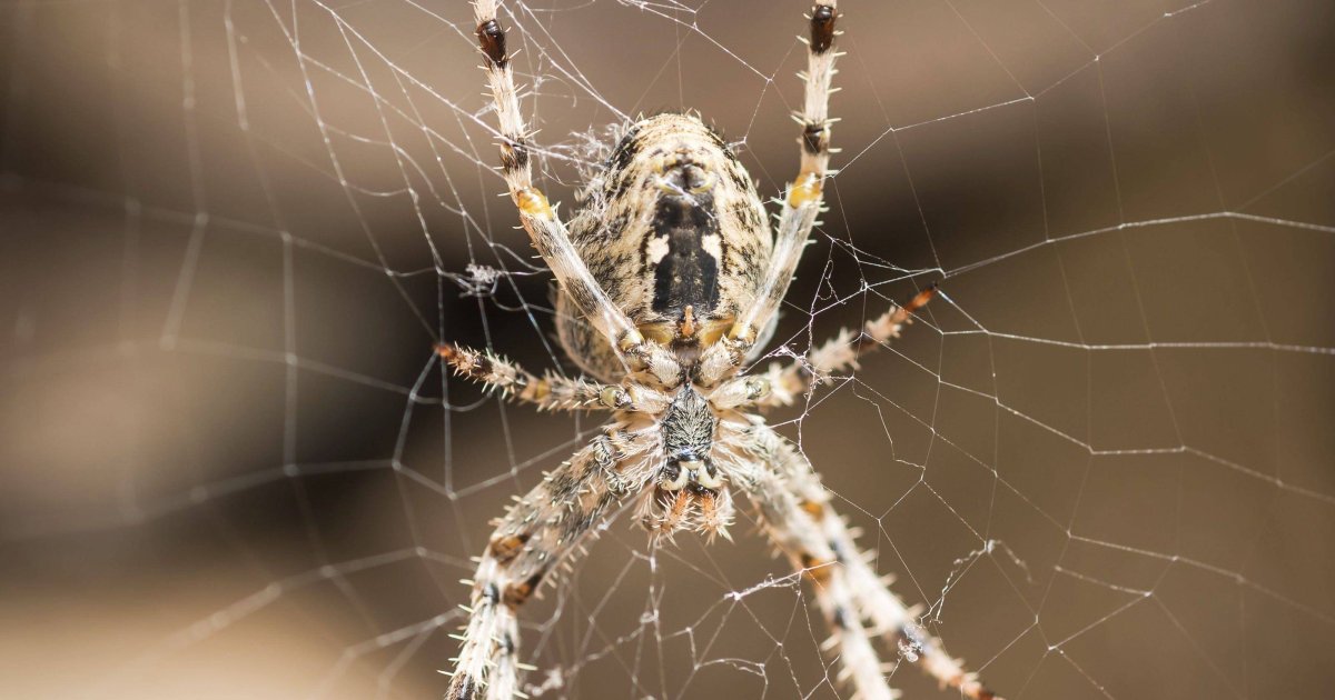 Паук крестовик квартирный