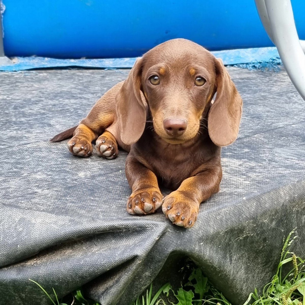 Кофейная такса