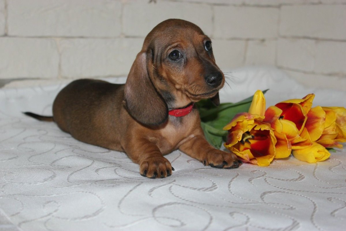 Такса кроличья гладкошерстная