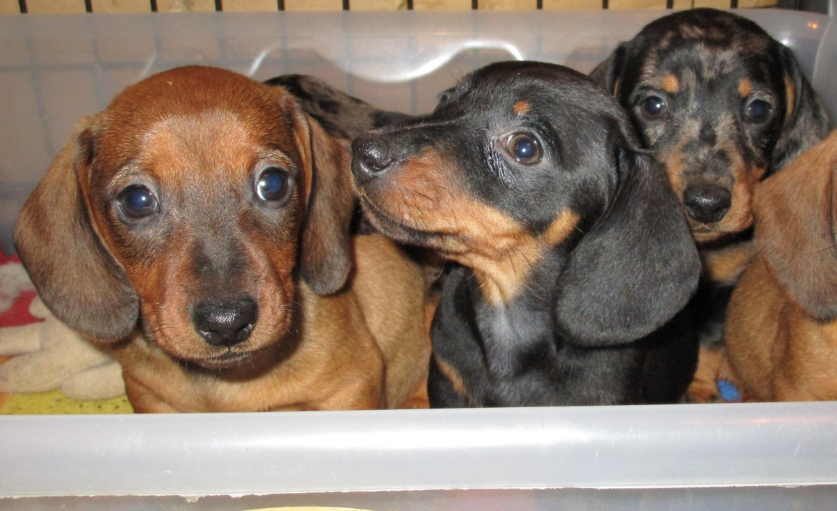 Щенок кроличьей таксы 2 месяца