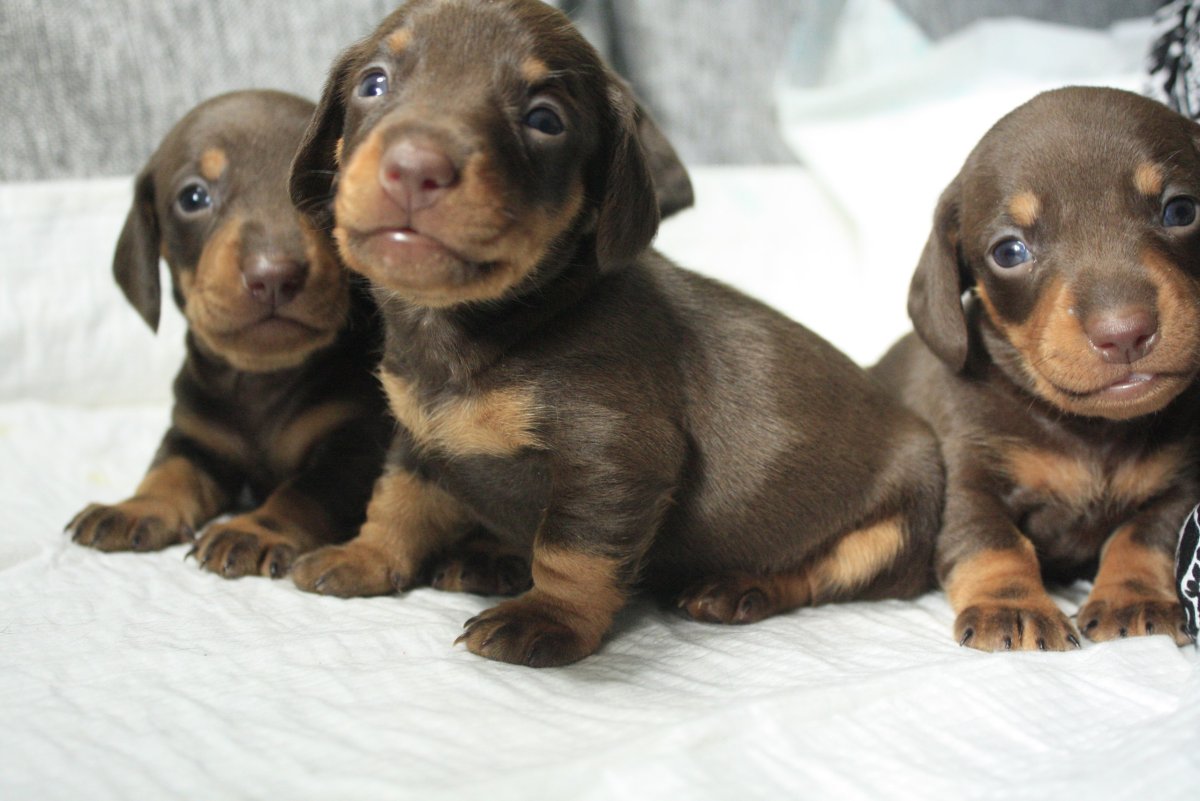 Кроличья такса щенок 1 месяц