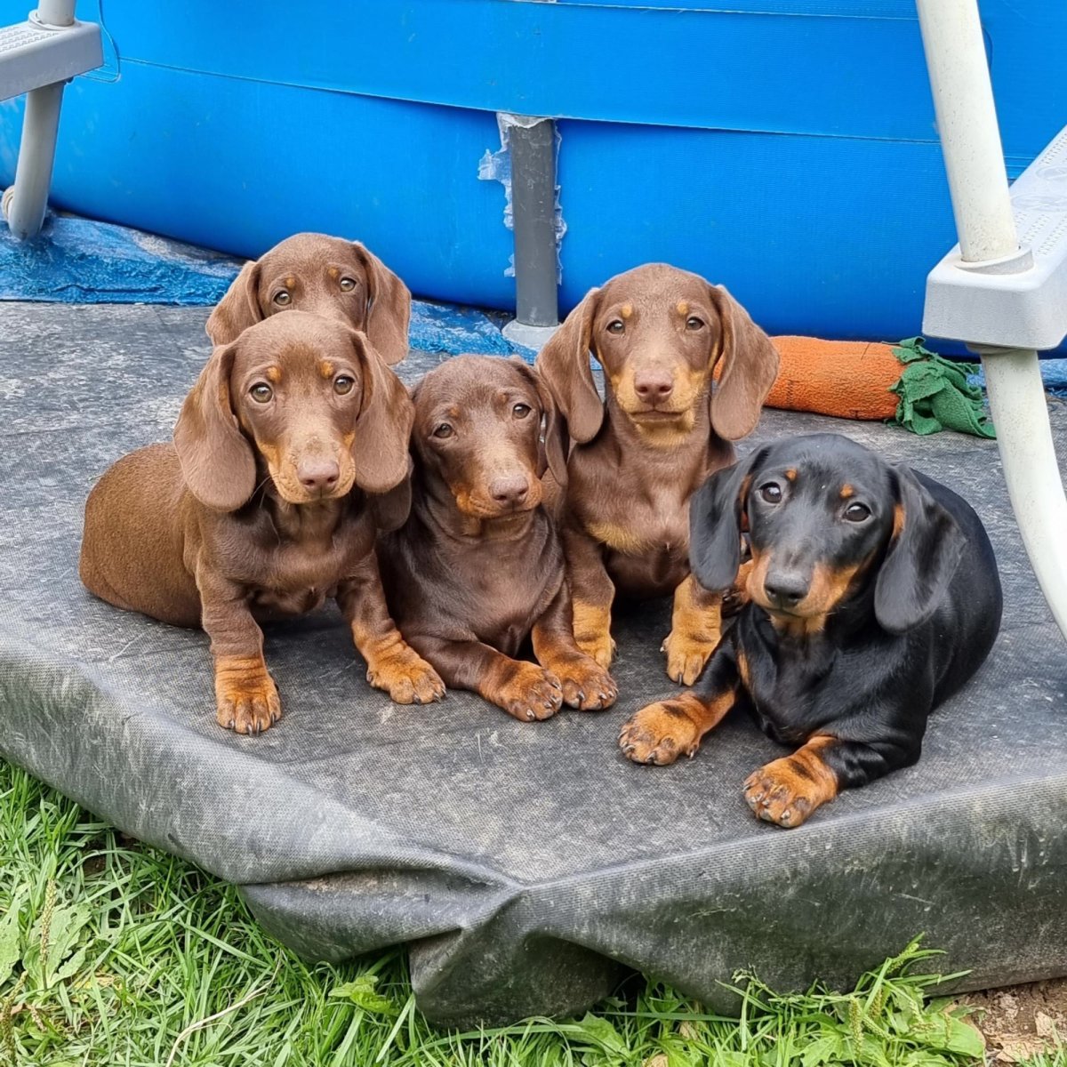 Доберман фото щенки