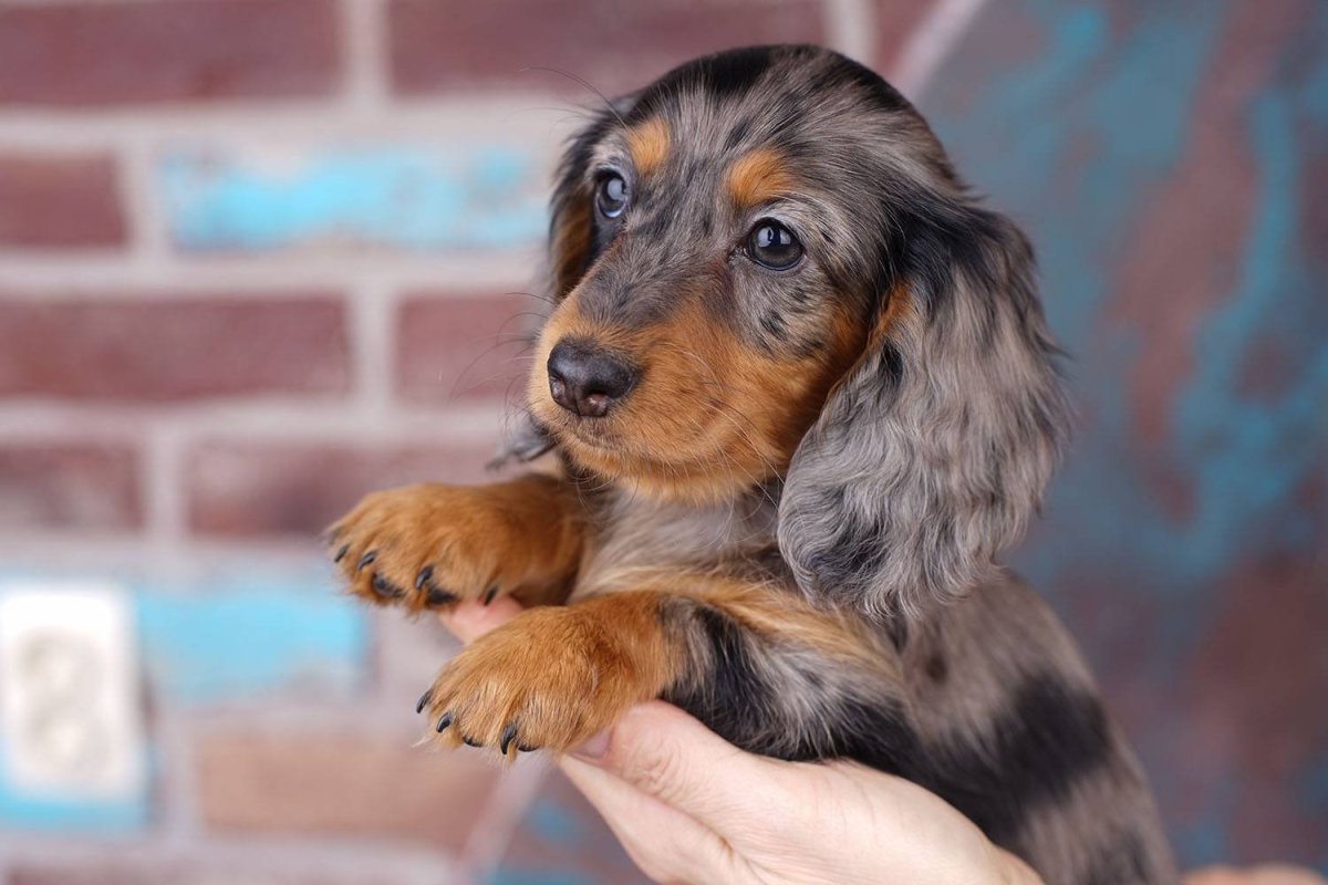 Кроличья такса длинношерстная мраморная