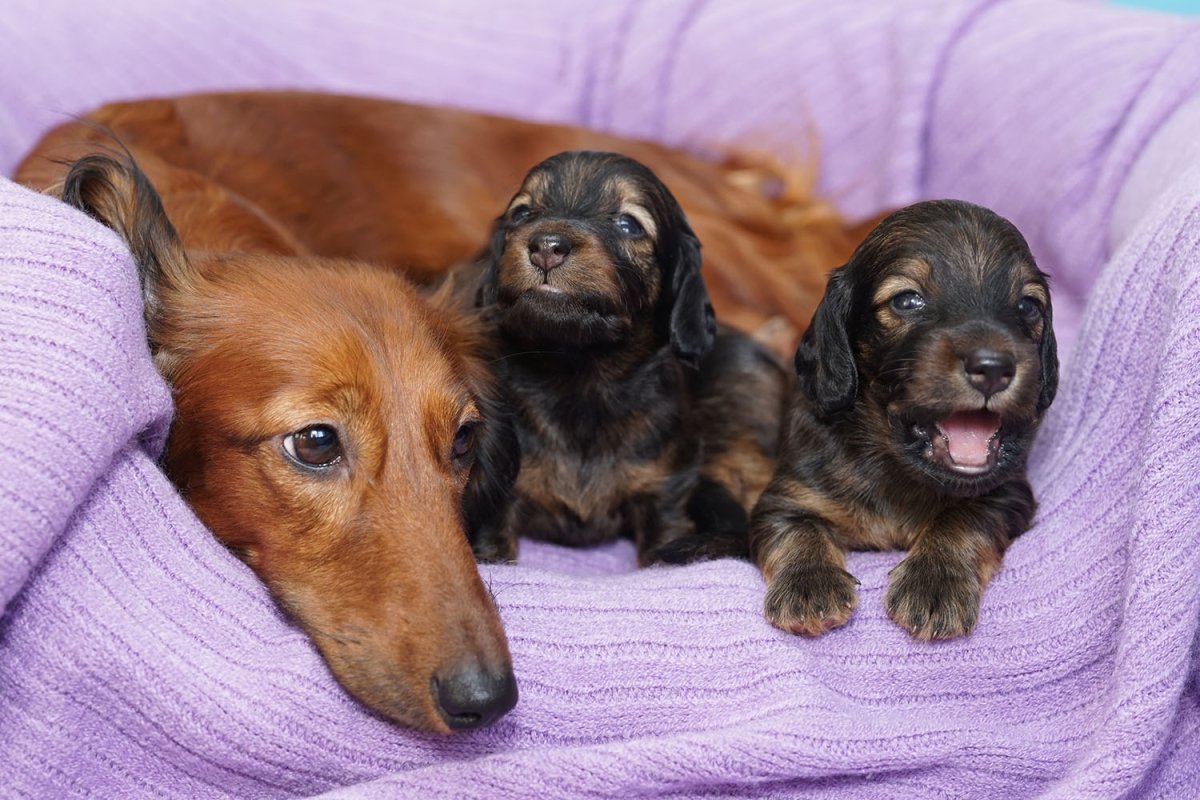 Кроличья такса 1 месяц