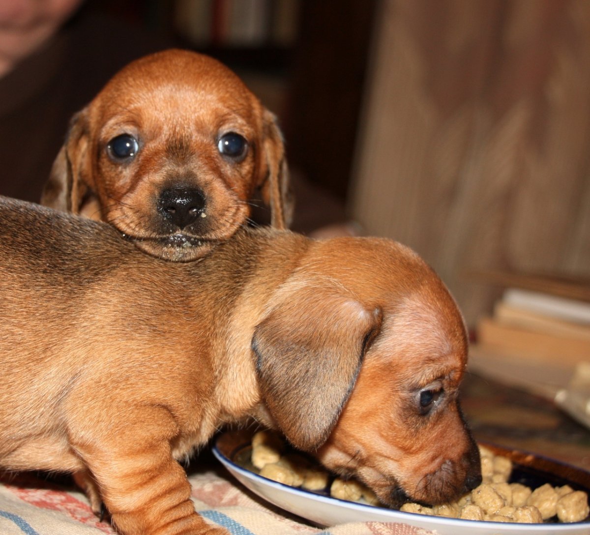 Кроличья такса щенок 1 месяц