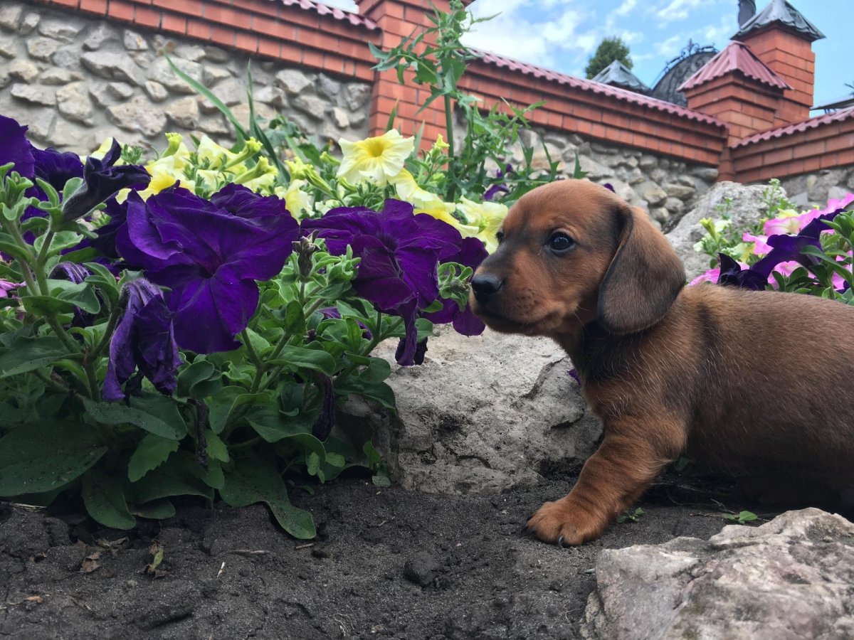 Карликовая такса на даче