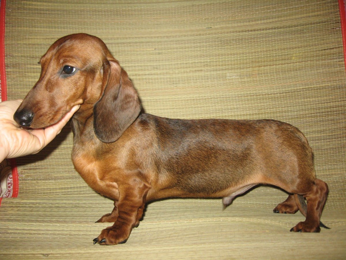 Такса шадед