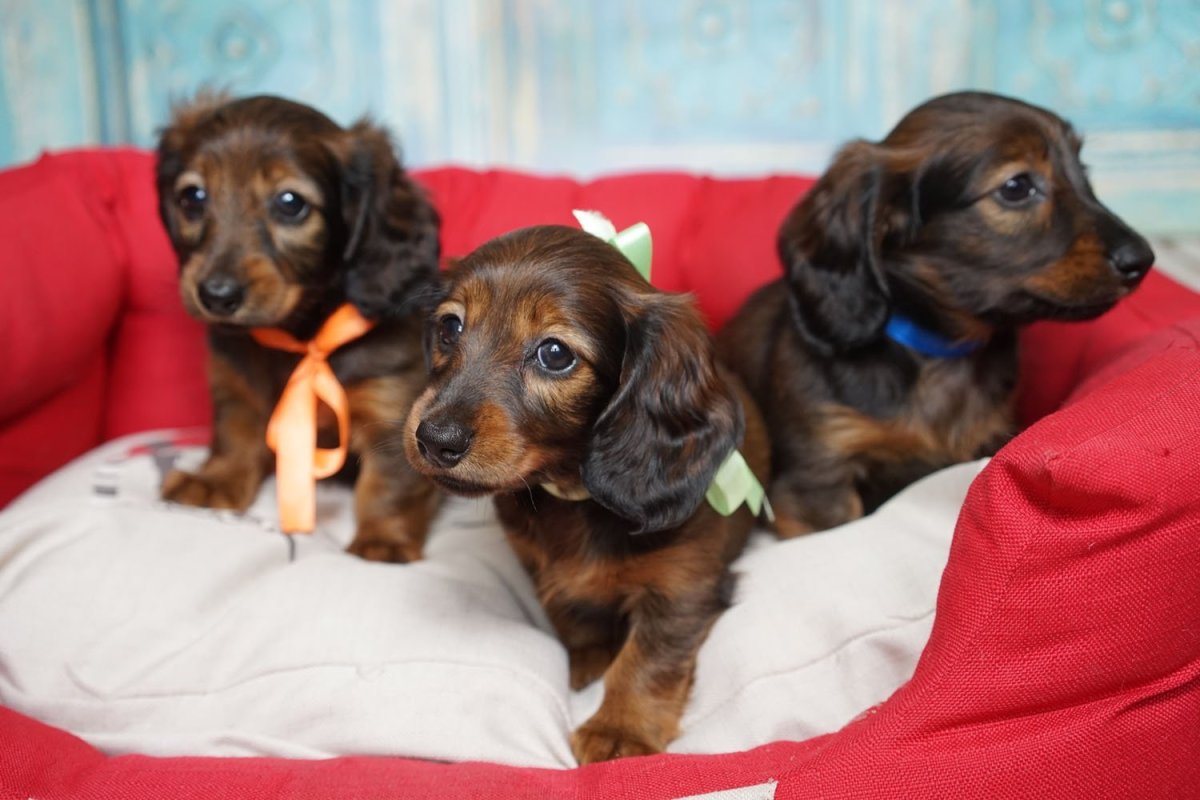 Кроличья такса длинношерстная тигровая