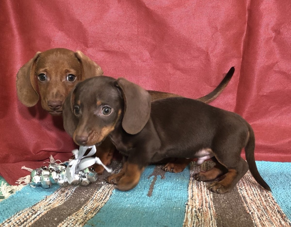 Размеры такс