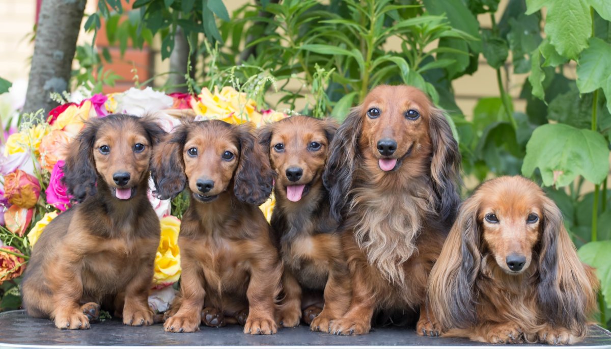 Такса колличья длиннош