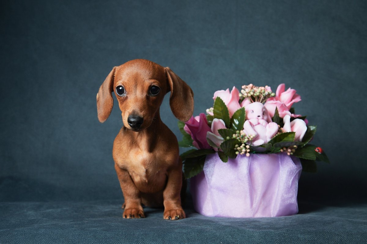 Милые щенки таксы