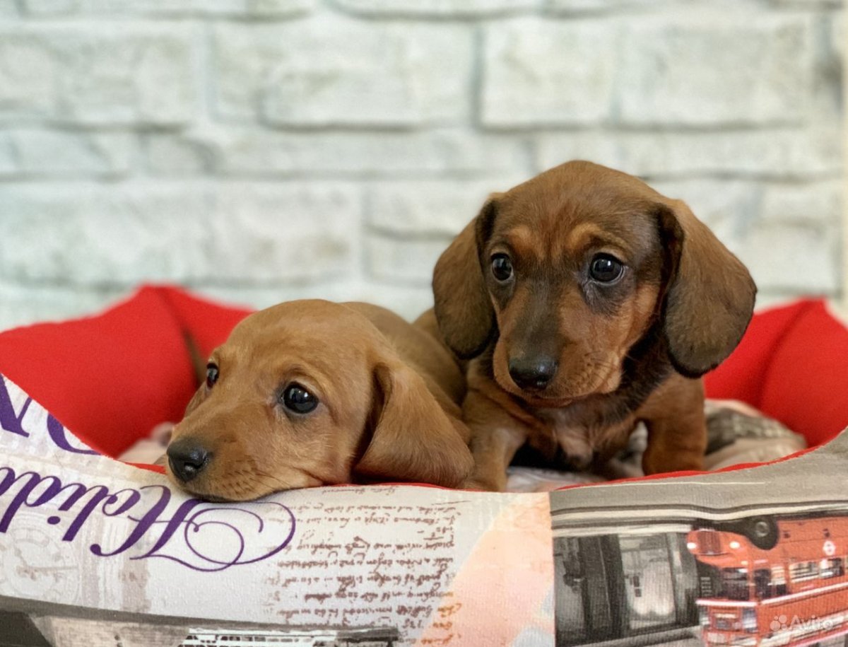 Купить таксу собака, Читаб