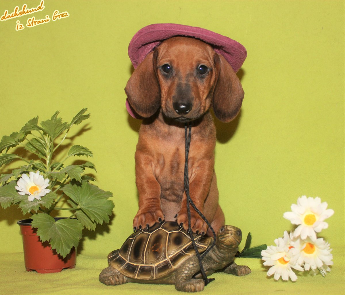 Ирина и Анна Митяевы таксы