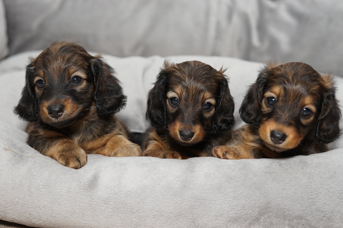 Карликовая такса длинношерстная кудрявая