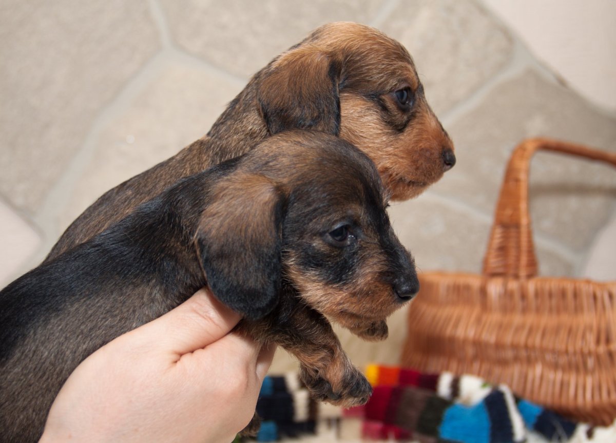 Такса кроличья жесткошерстная мраморная