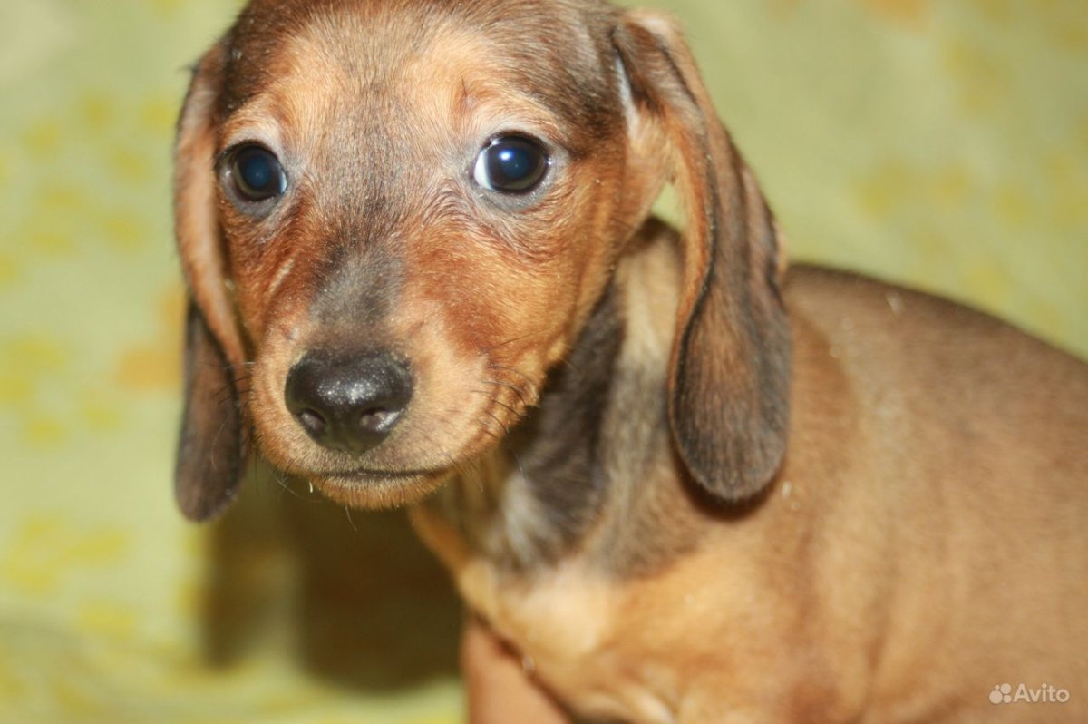 Кроличья такса (фото): верный компаньон со здравым рассудком