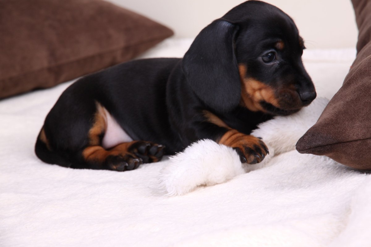 Мини такса черная