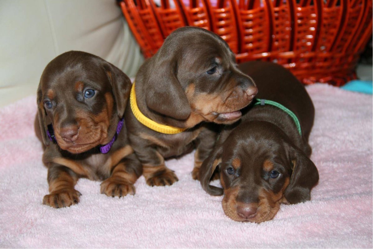 Такса щенок девочка