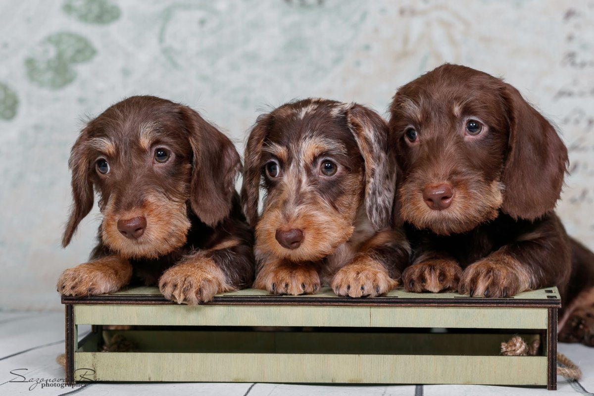 Такса кроличья жесткошерстная