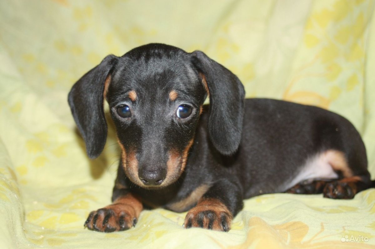 Мини такса кроличья гладкошерстная