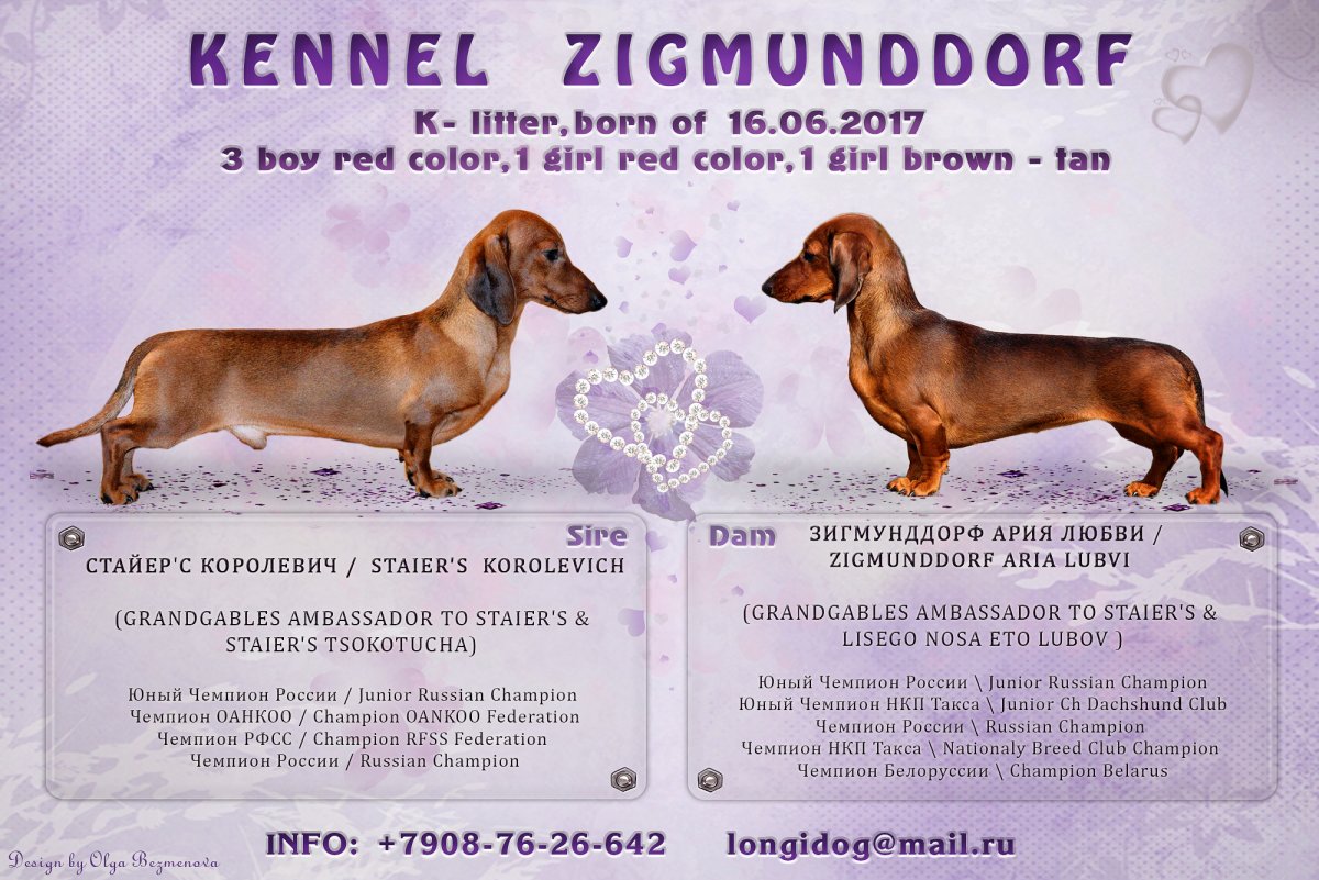 Такса стандартная карликовая и кроличья