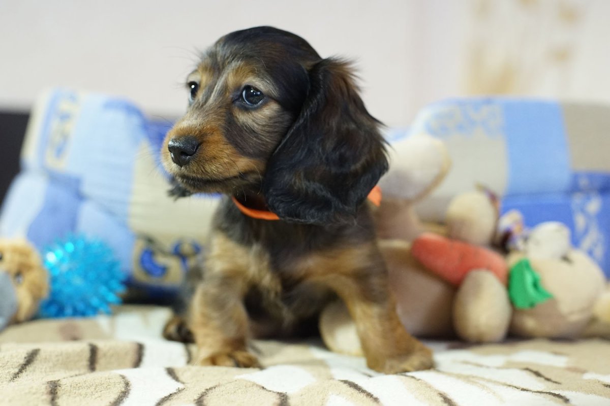 Почему кроличья такса так называется