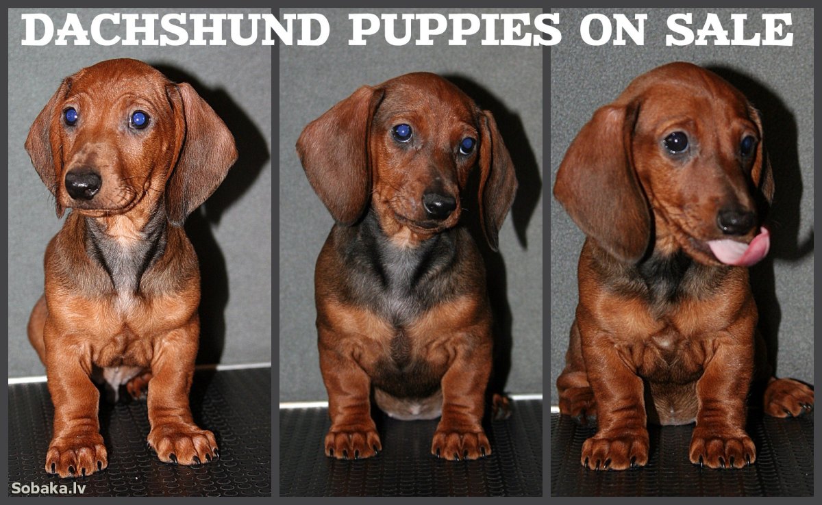 Питомник такс в Новосибирске