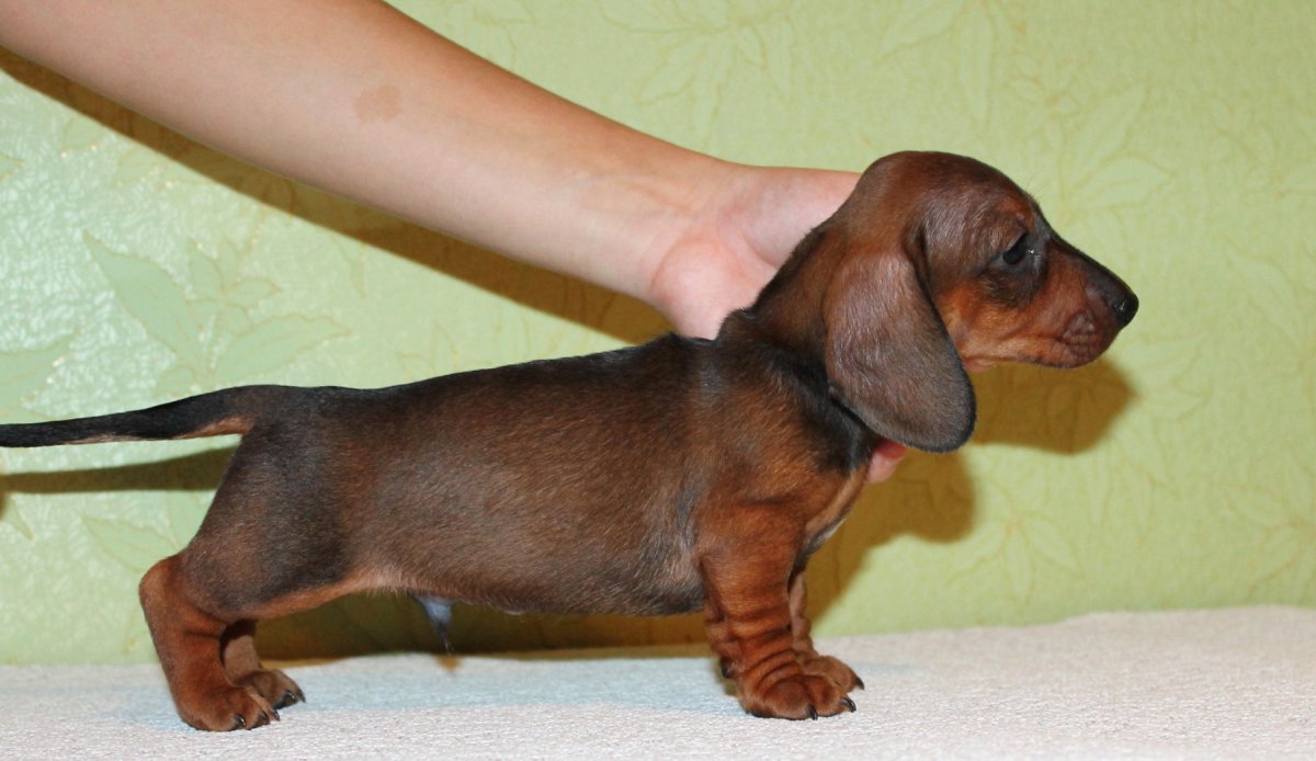 Кроличья такса щенок 1 месяц