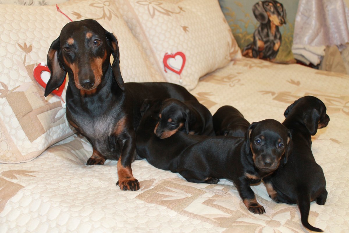 Чёрная такса щенок