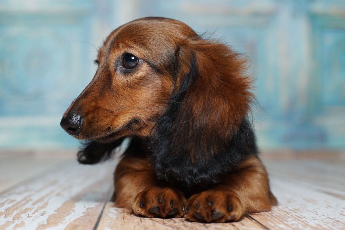 Щенки кроличьей длинношерстной таксы