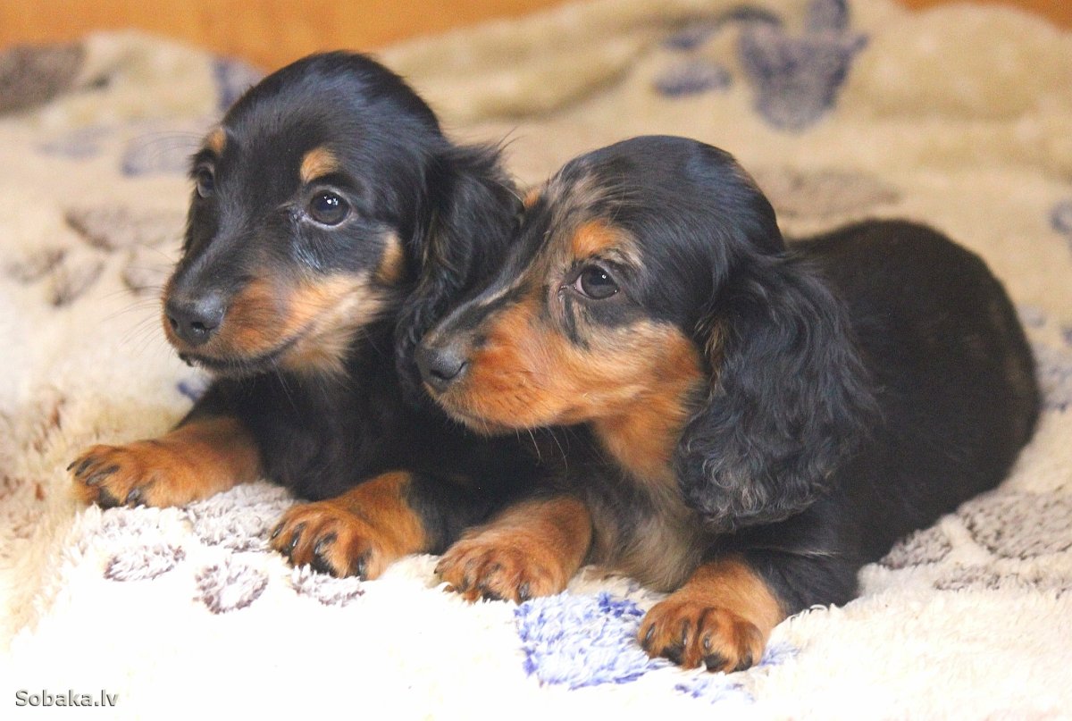 Такса собака фото щенки мальчики