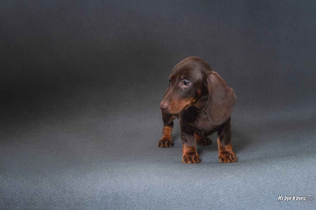 Микро такса