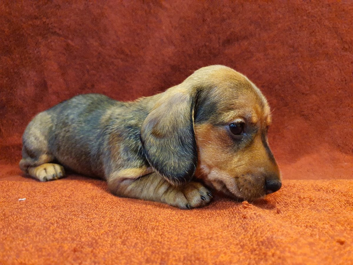 Кроличья такса метис