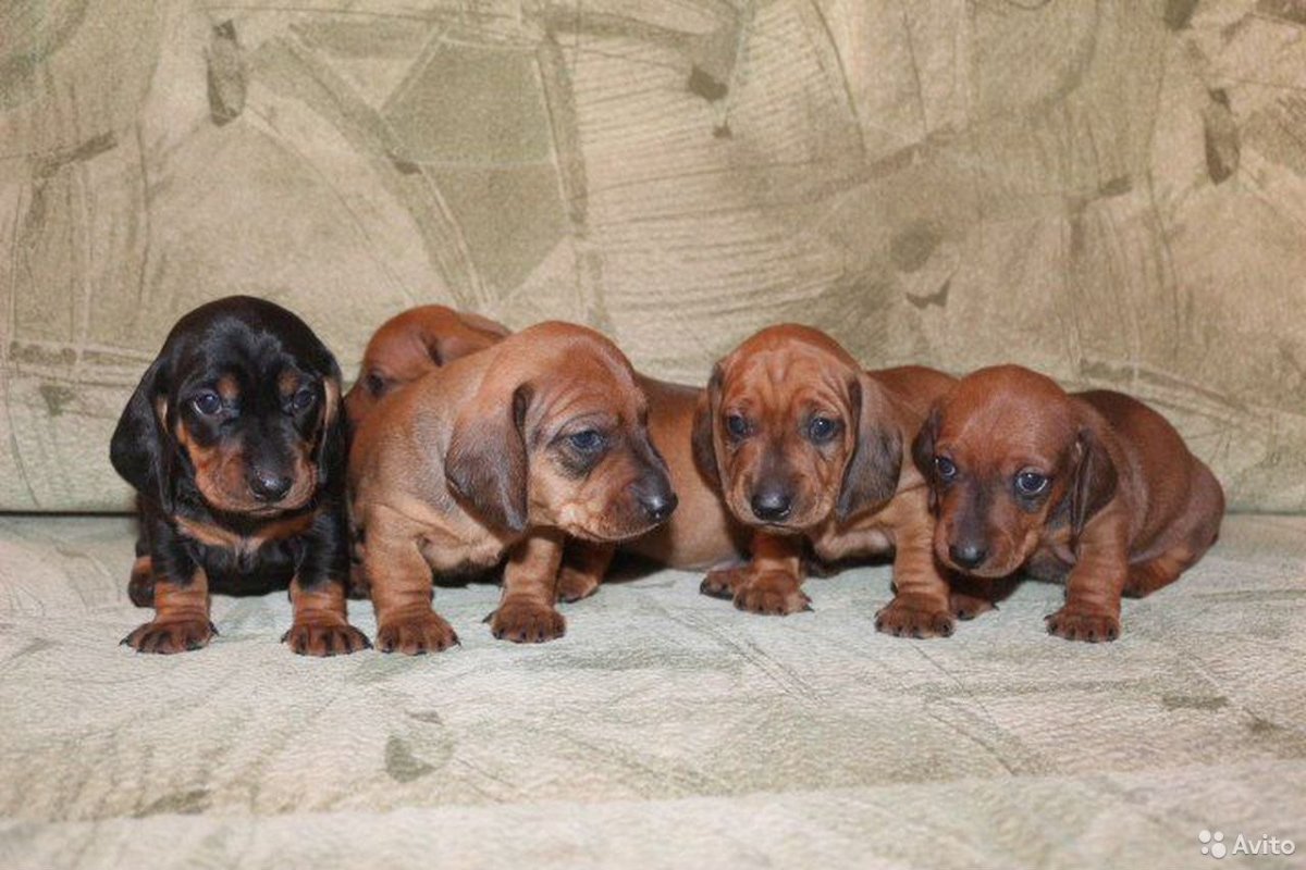 Карликовая такса Размеры