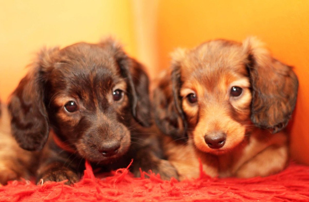 Кроличья такса длинношерстная