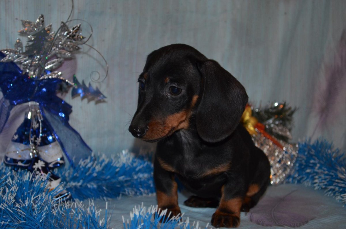 Кроличья такса Иркутск