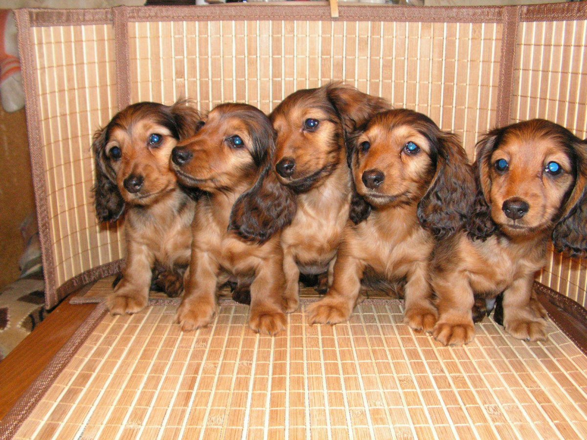 Карликовая такса пушистая