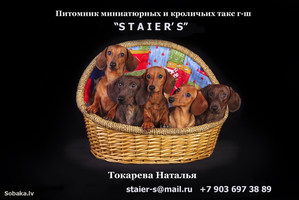 Стайерс питомник такс