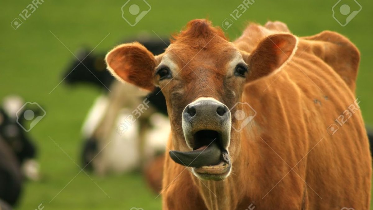 Коровы рыжей масти