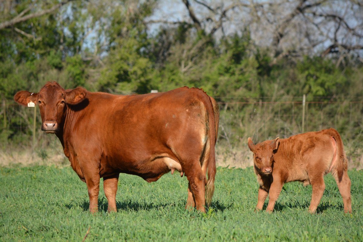 Коровы породы Англер