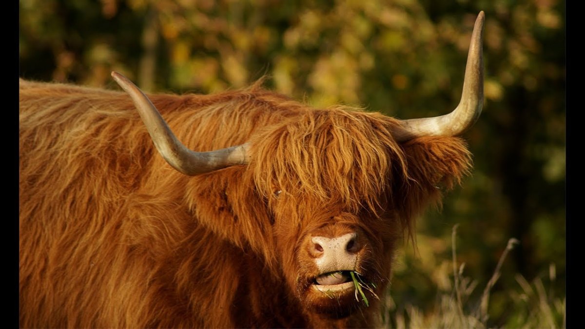 Рыжий буйвол