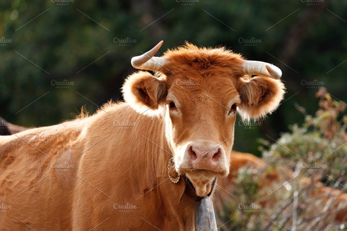 Корова с волосами