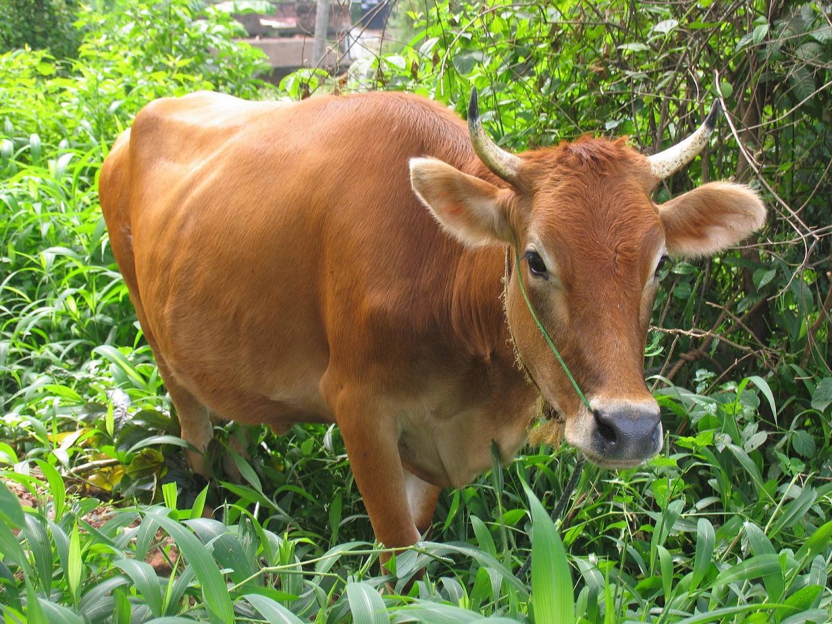 Лебединская порода коров